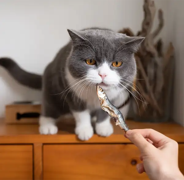 Katze riecht an getrocknetem Fisch