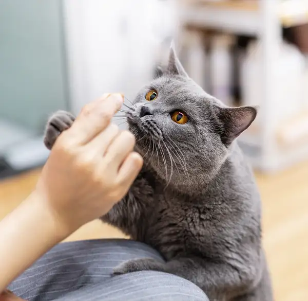 Neugierige Katze mit Snack