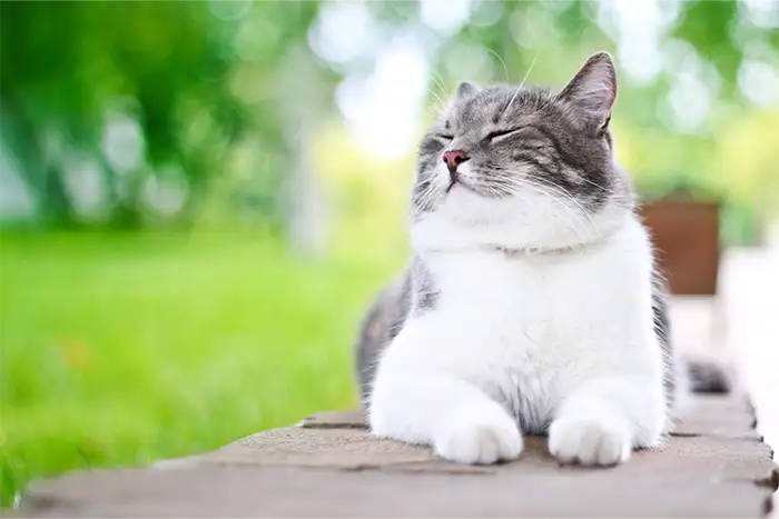 Katze im Grünen
