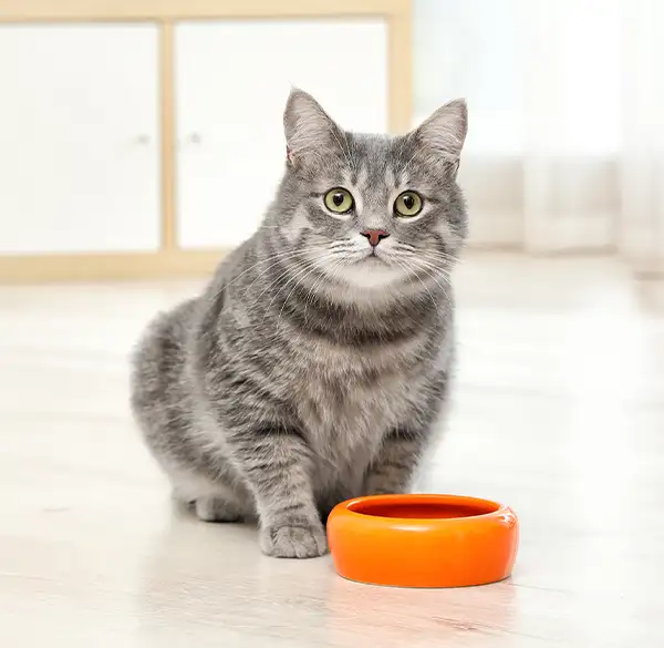Katze vor orangenem Futternapf