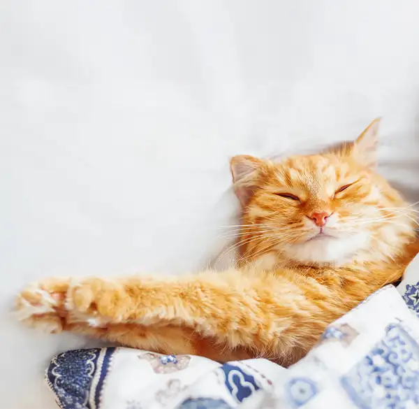 Orange Katze im Bett mit Decke