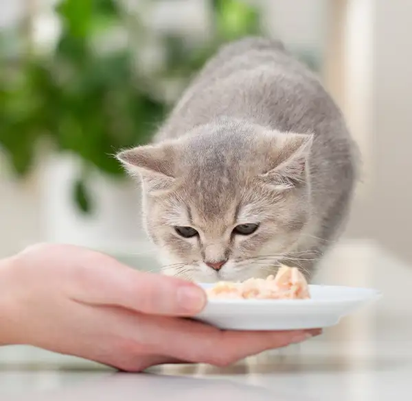Katze und Frauenhand mit Futternapf