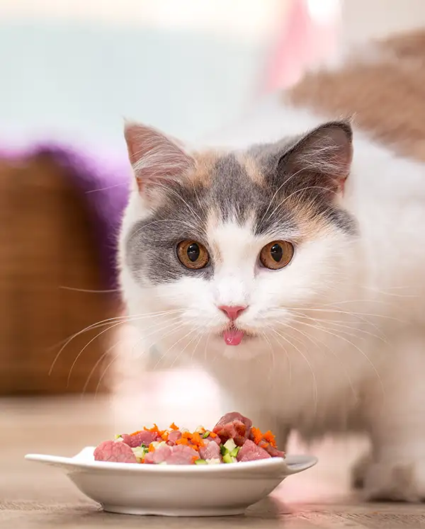 Katze am BARF-Napf
