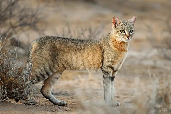 Wildkatze ein Wüste